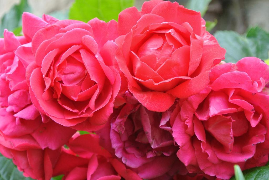 Domaine La Rose Caylus Quarto foto